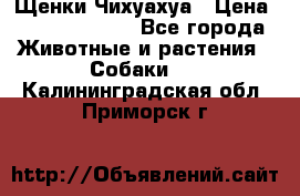 Щенки Чихуахуа › Цена ­ 12000-15000 - Все города Животные и растения » Собаки   . Калининградская обл.,Приморск г.